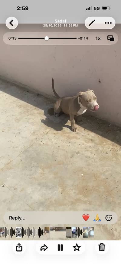 American bullies
