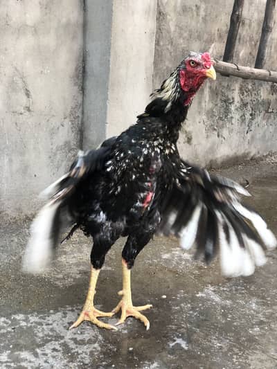 Jawa aseel pure blood line long hight murgha
