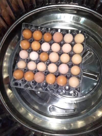 pure natural egg