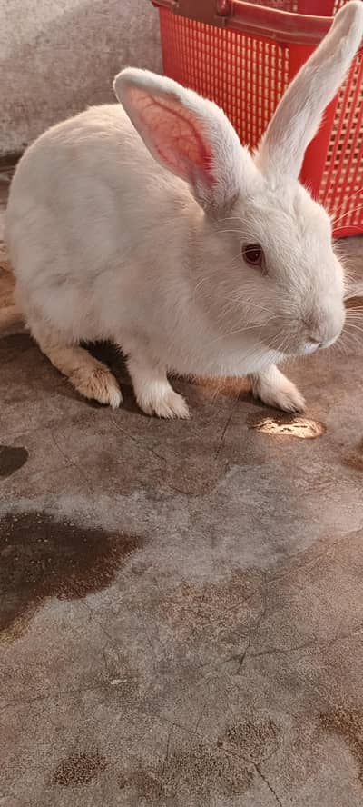 new Zealand cross breeder female 03224186572