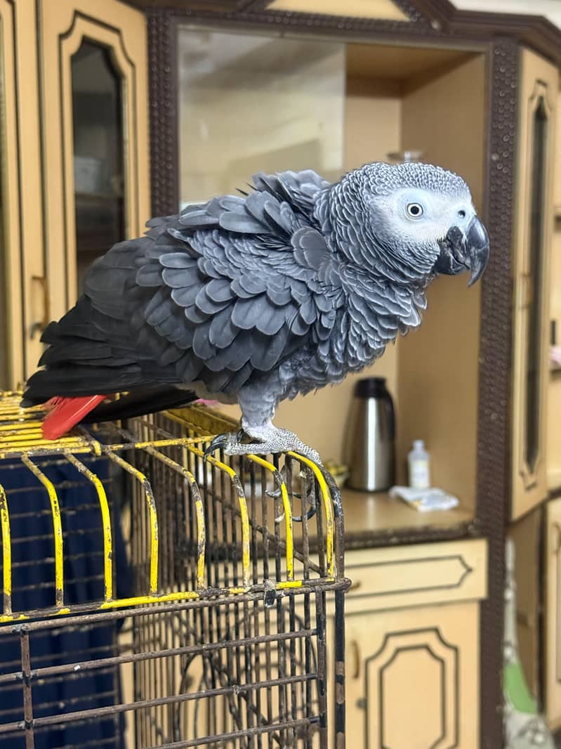 Grey Parrot 0