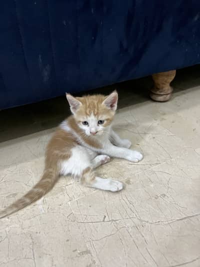 Urgent sell cute orange version