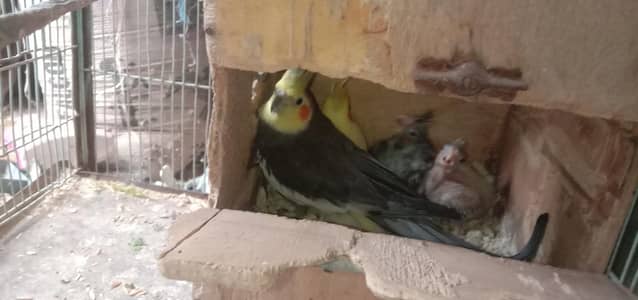 bonded pair hai 2sy 4 bacche har clutch mein
