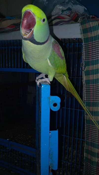 Raw Green Talking Parrot
