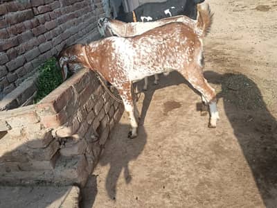 Bakra Desi Maki cheena Age 8 month