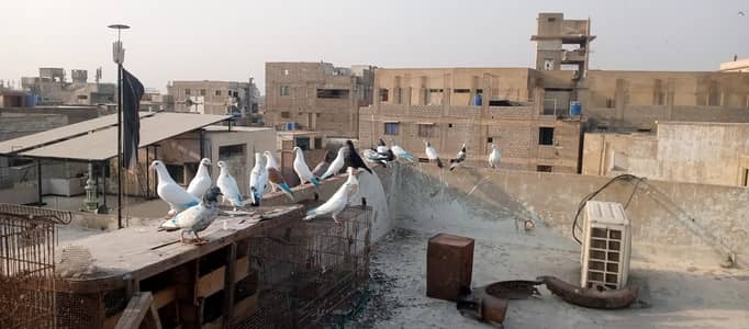 mix 19 pigeon