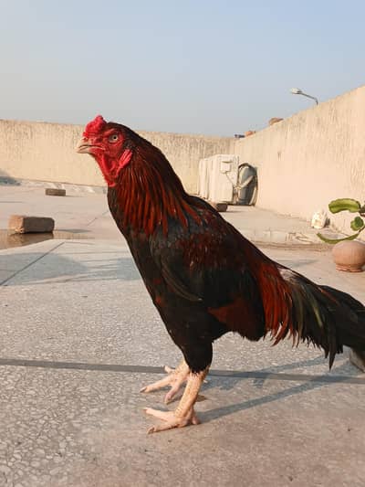 Aseel mianwali male