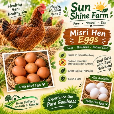 Fresh Hens Eggs