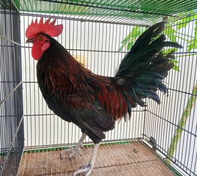 Golden Misri Egg Laying Pair