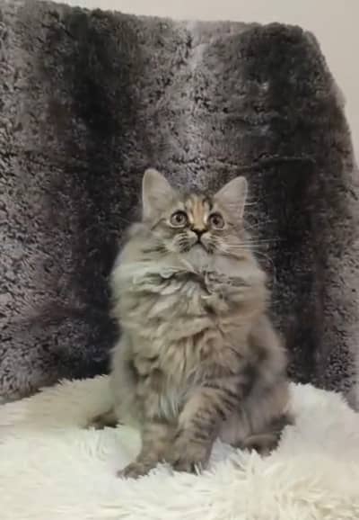 Persian kitten/cat /Triple coat/punch face kitten/ cat