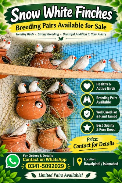 White Snow Finches