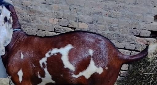 Ghar ki Pali Sehatmand Bakri Faisalabad
