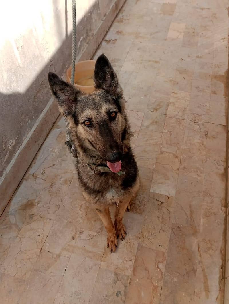 Mirza 0