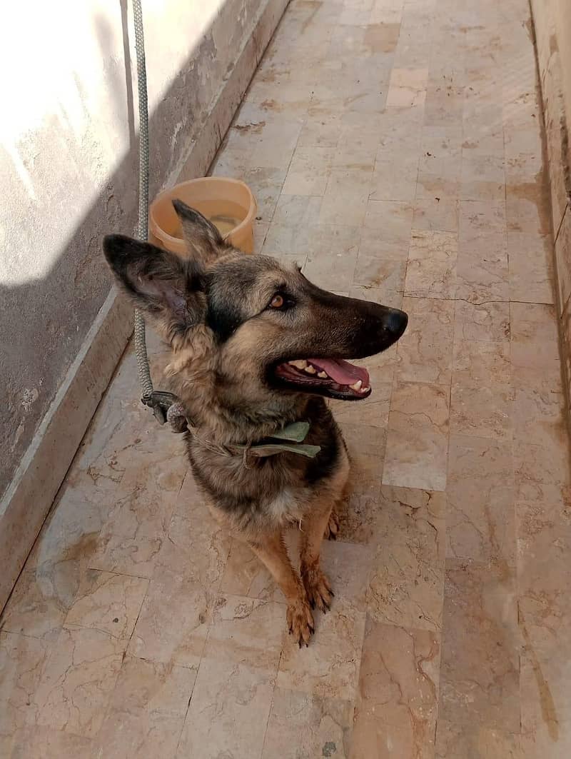 Mirza 1