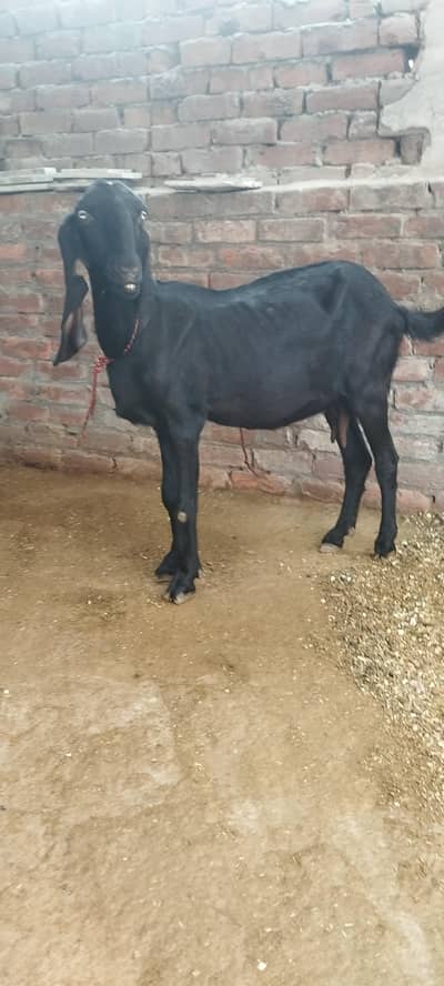black beetal and naghri female