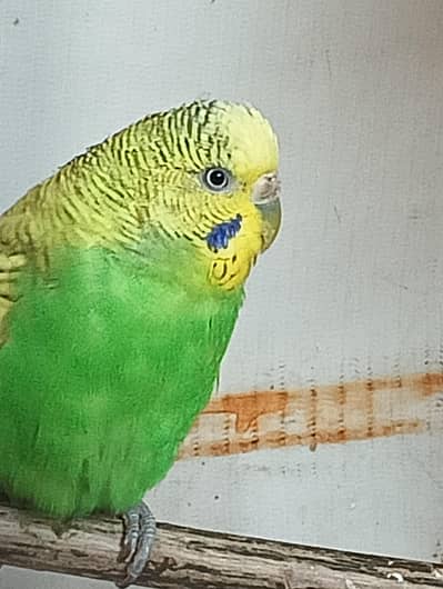 Budgies for Sale