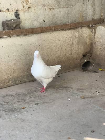 king pigeon 2