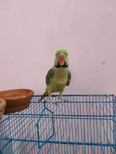 Raw parrot Male