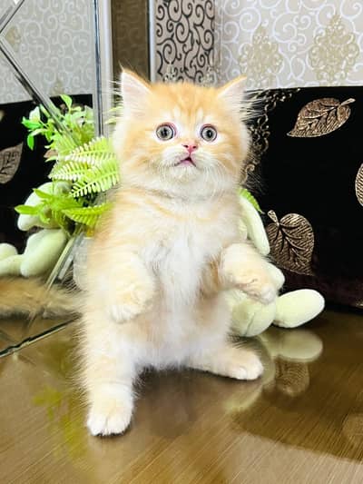 Persian KIttens | Persian Triple Coated Fluffy Kittens For Sale