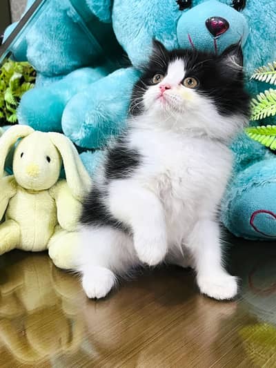 Persian KIttens | Persian Triple Coated Fluffy Kittens For Sale
