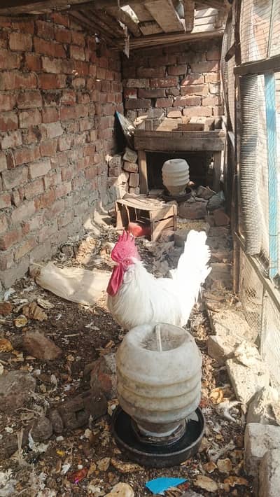 murga white desi