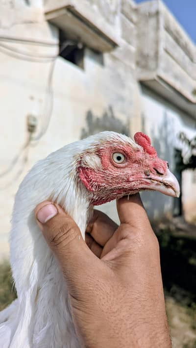 heera breeder male For sale