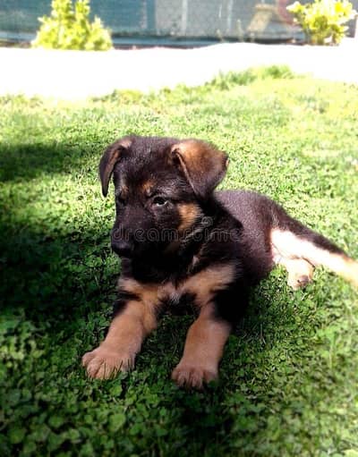 original pure German Shepherd male for sale