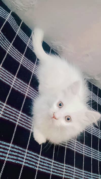 Persian triple coat male kittens