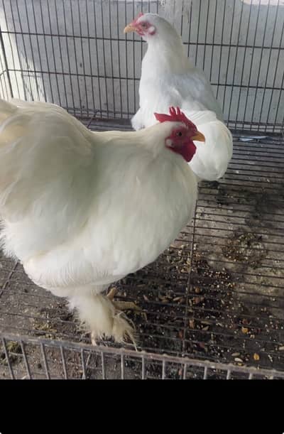 White Bantam