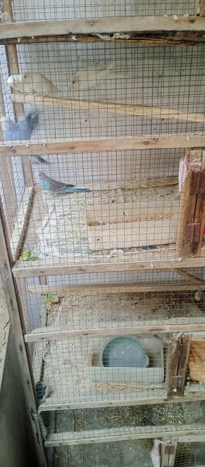 Australian fancy parrot,white, blue. 3/2/3/4/9/3/8/9/2/1