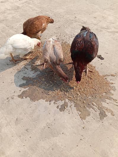 Pure Aseel Hens