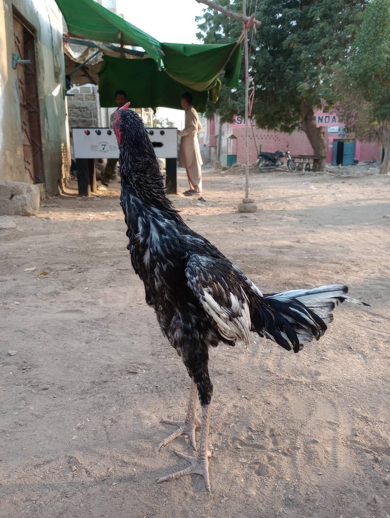 Aseel Java Murga Patha 0