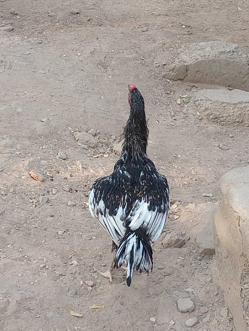Aseel Java Murga Patha 1