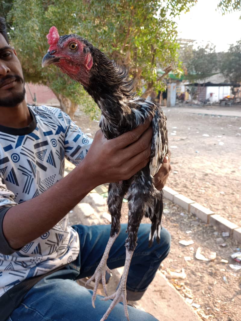 Aseel Java Murga Patha 4