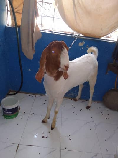 bakra