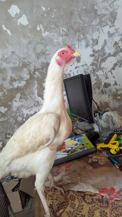 White Aseel Pathi For Sale