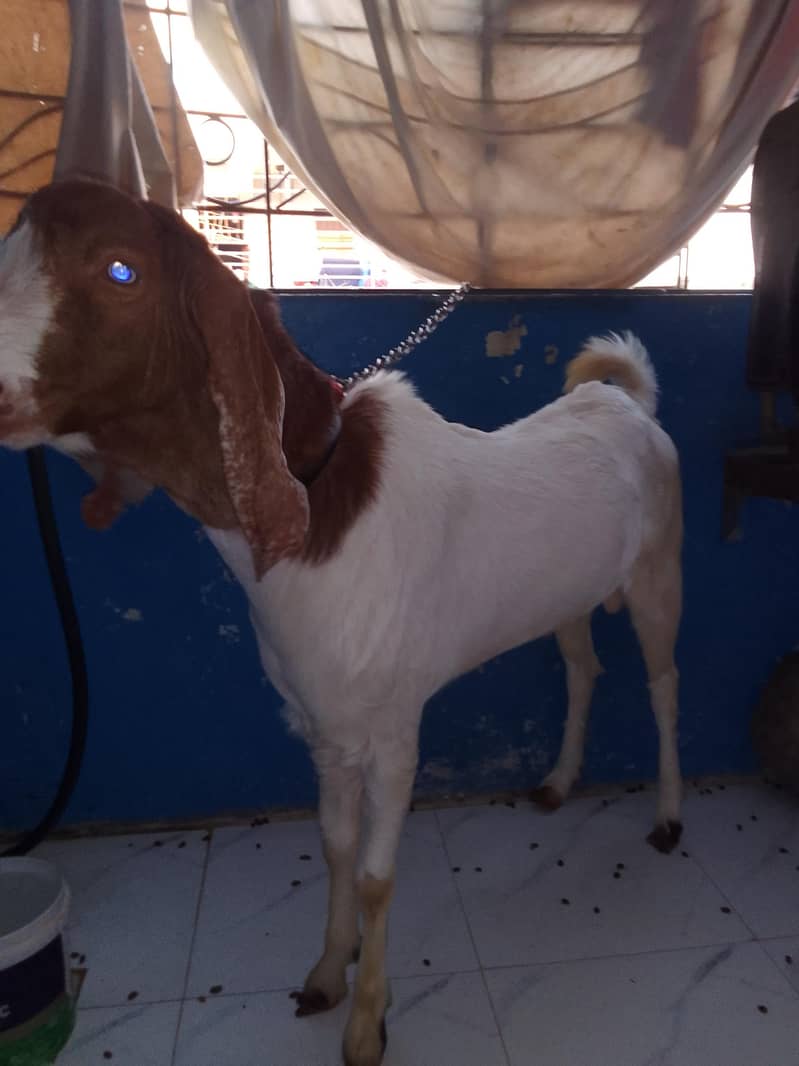 bakra 1