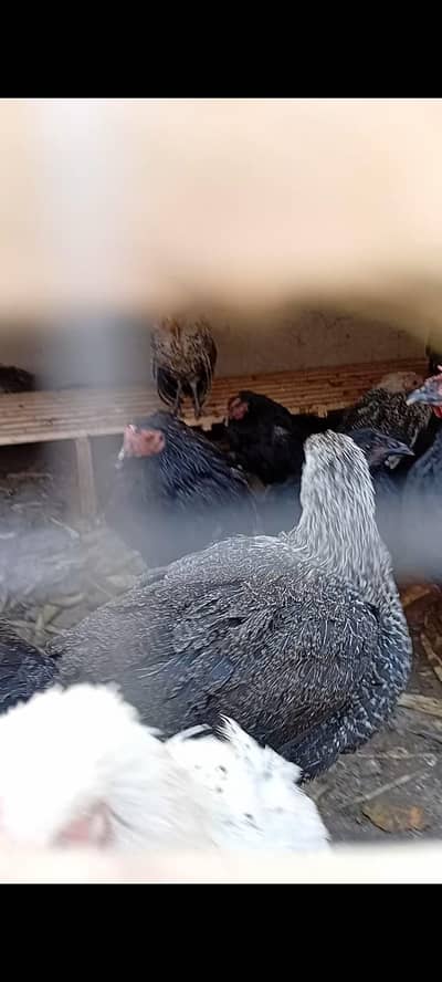 Australorp & Egyptian Fayoumi پٹے پٹیاں