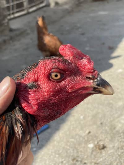 Burmi pkoya male ready for session