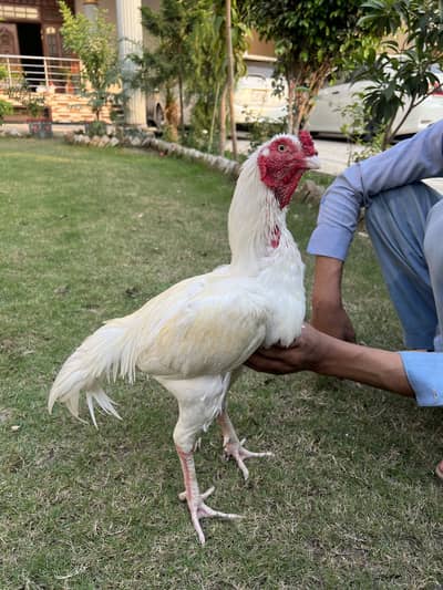 Original aseel White pair chicken