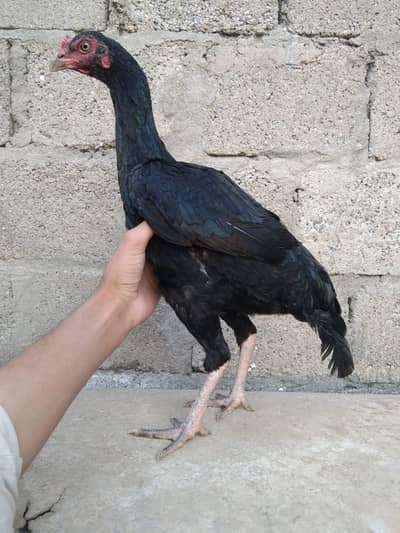 Black Aseel Full healthy and Active.