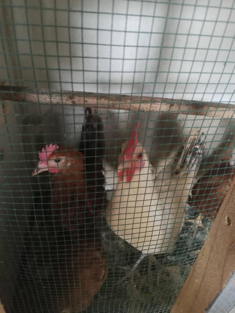 4 Misri Chicks available Active 1
