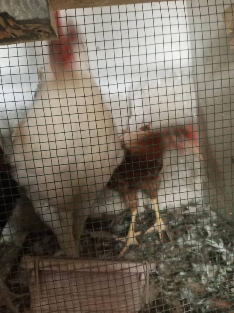4 Misri Chicks available Active 4