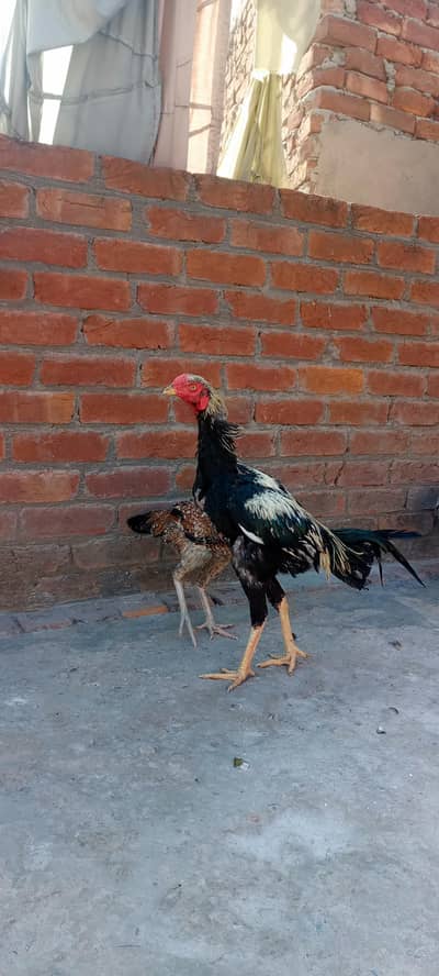 Home Bred Aseel Breed (1 Cock + 2 Hens