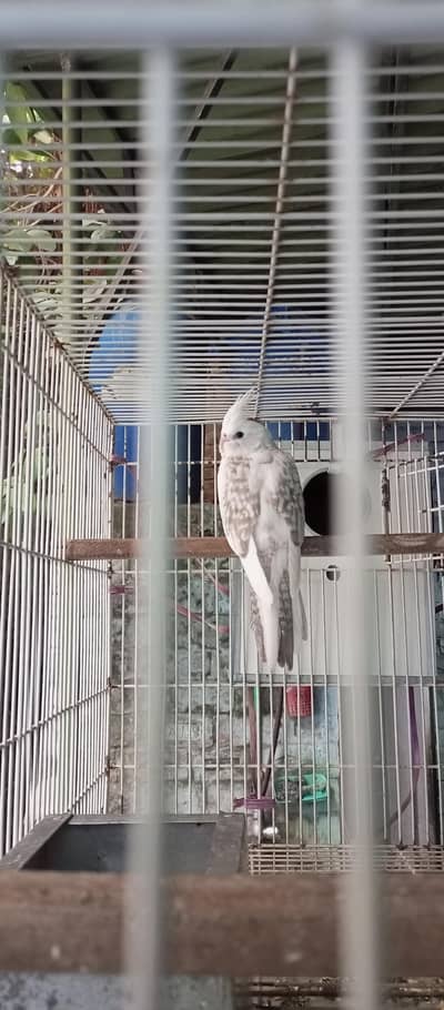cockatiel v pite