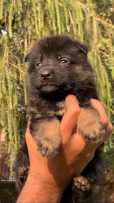 German Shepherd Female | long coat puppy | German Shepherd puppy