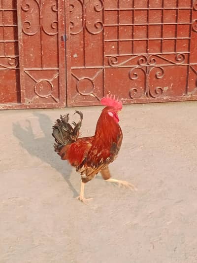 Jodi hai murgi 2000 murga 1800