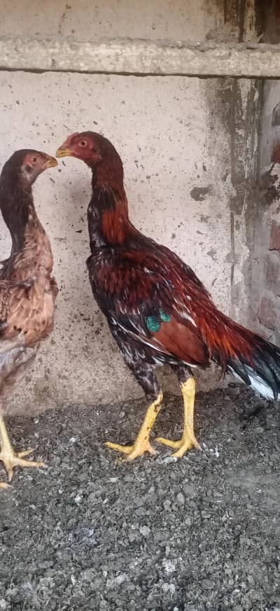 aseel pair for sale