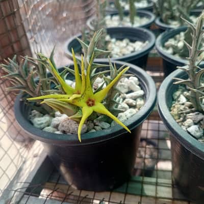 Orbea lutea(Star fish flower) plant healthy rooted plant in Rs:250
