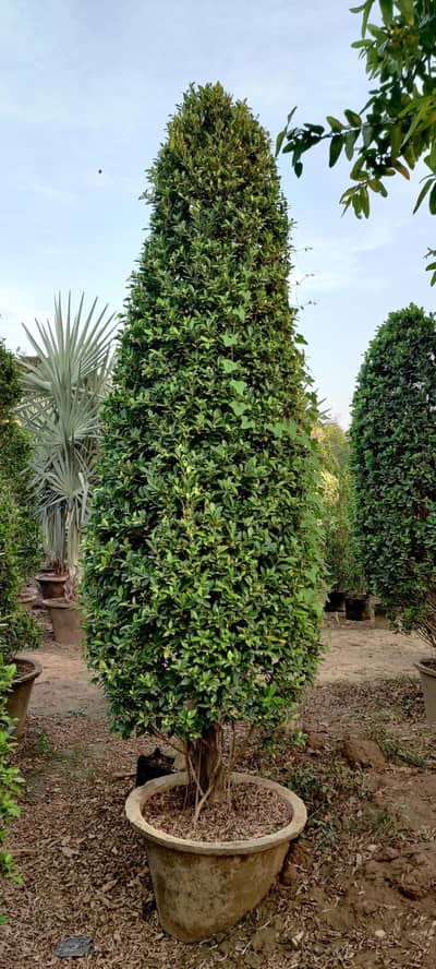 Big Size Topiary Cone Ficus Plants 8-10 Feet - For Garden Decoration